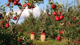 Российские садоводы попросили ввести квоты на импорт фруктов и ягод